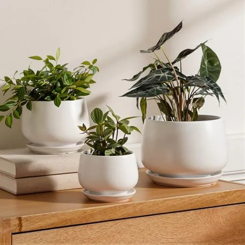 Ceramic Planter Set, 3-Piece
