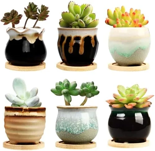 Mini Succulent Planter Trio, 6-Piece